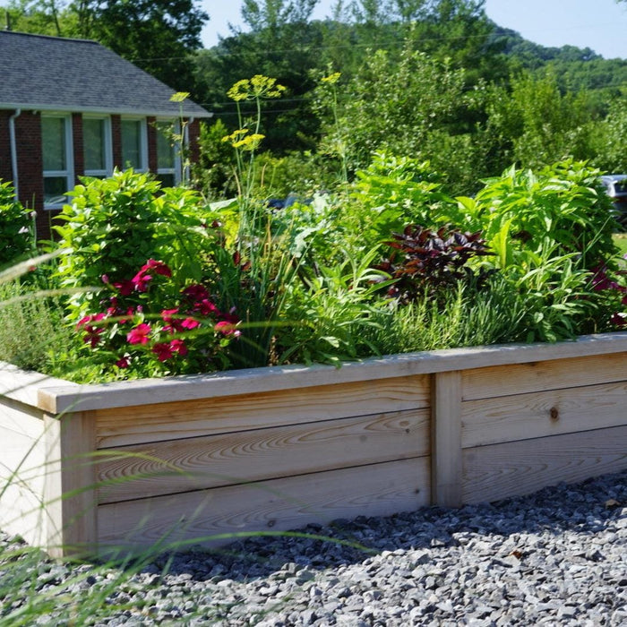Wooden raised garden bed filled with lush herbs, vibrant pink flowers, red basil, and tall dill. Backyard landscaping.
