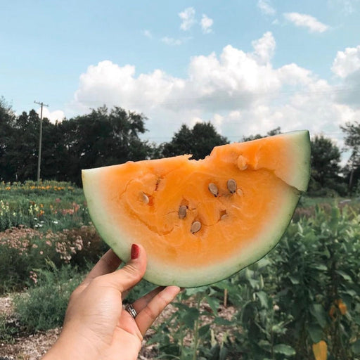 Hand holds a vibrant orange watermelon slice with seeds, bitten, in a lush summer garden under a blue sky.