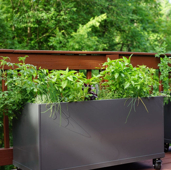 Dark grey mobile planter box on a deck, growing fresh herbs: basil, chives, and small tomato plants. Deck garden.