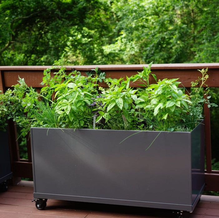 Modern gray planter box on wheels, growing fresh basil, chives, and herbs on a wooden deck. Outdoor container garden.