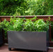 Modern gray planter box on wheels, growing fresh basil, chives, and herbs on a wooden deck. Outdoor container garden.