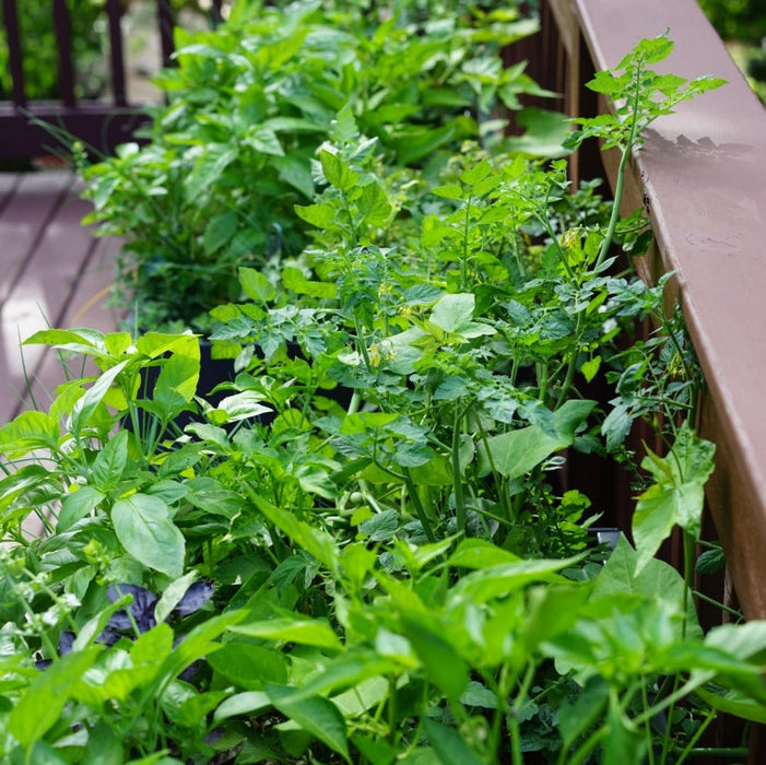 Vibrant deck container garden with fresh basil, chives, tomato, and pepper plants thriving in pots.