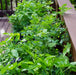 Vibrant deck container garden with fresh basil, chives, tomato, and pepper plants thriving in pots.