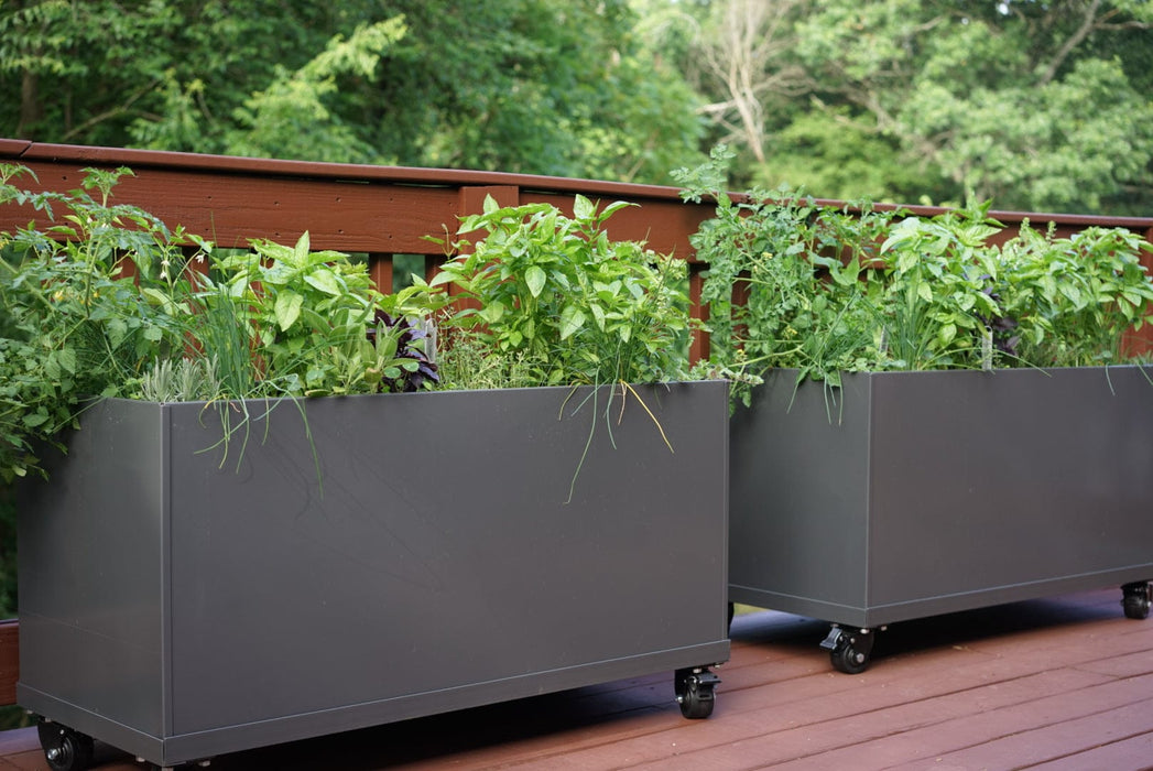 Mobile deck garden: two dark grey raised planters growing fresh basil, chives, and tomatoes.