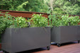 Mobile deck garden: two dark grey raised planters growing fresh basil, chives, and tomatoes.