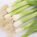 Fresh leeks with white bulbs, green stalks, and roots. Organic produce for healthy cooking.