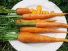 Bright orange garden carrots, whole with green tops, and sliced on a white plate.