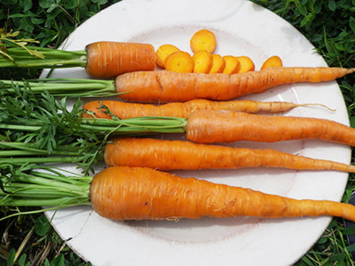 Bright orange garden carrots, whole with green tops, and sliced on a white plate.