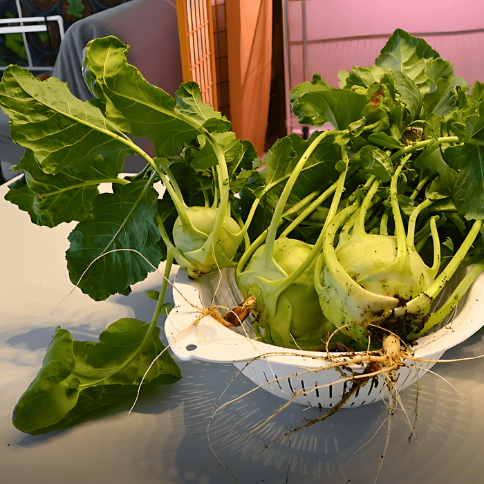 Freshly harvested kohlrabi in colander with vibrant green leaves and visible roots. Healthy garden vegetables.