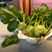 Freshly harvested kohlrabi in colander with vibrant green leaves and visible roots. Healthy garden vegetables.