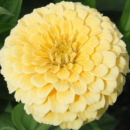 Vibrant yellow zinnia flower with densely packed, layered petals, showcasing a full bloom against a green background.