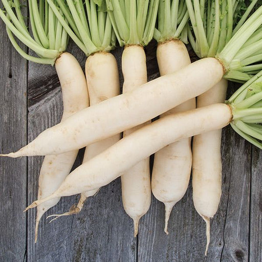 Fresh white daikon radishes with vibrant green tops on a rustic wooden background.
