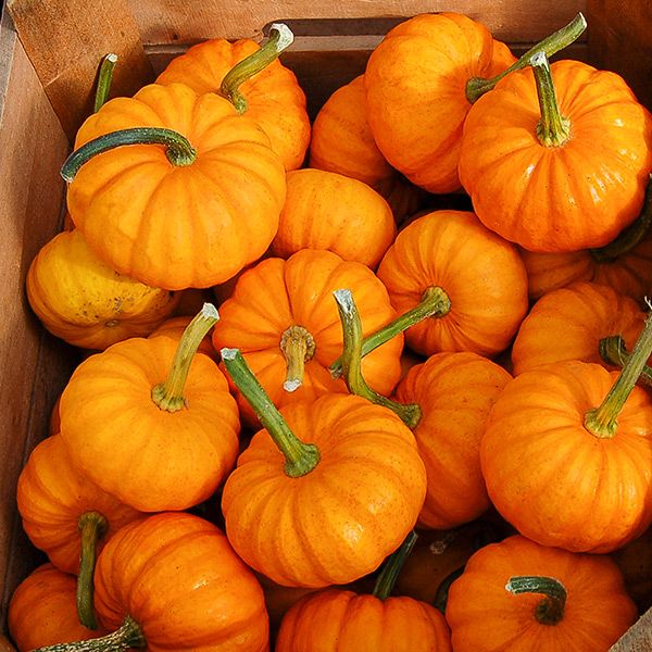 Small orange pumpkins with green stems. Fall decor, autumn harvest, Halloween.