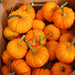 Small orange pumpkins with green stems. Fall decor, autumn harvest, Halloween.