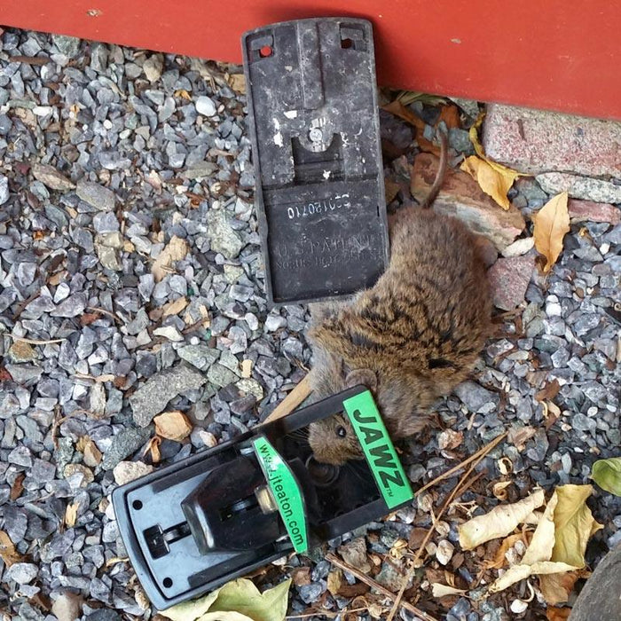 Dead rodent caught in a black Jawz brand snap trap on outdoor gravel. Effective pest control solution.