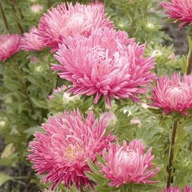 Vibrant pink China aster flowers with dense, feathery petals. Beautiful annual garden blooms.