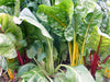 Vibrant Swiss chard varieties with red, yellow, and pale green stalks in a lush garden. Fresh leafy greens.
