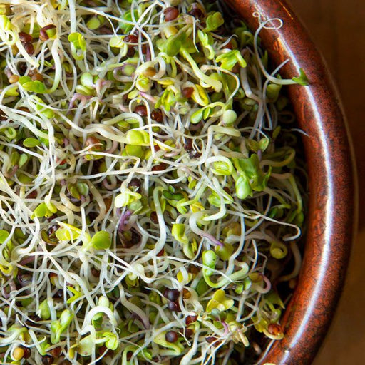Fresh mixed sprouts, green and white, in a brown bowl. Healthy organic salad topping.