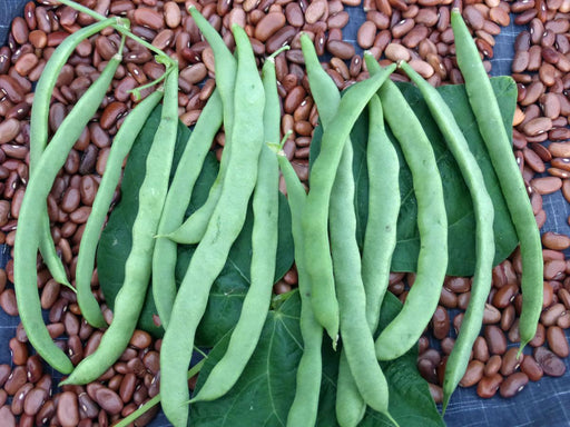 Fresh green snap beans and dried brown beans with leaves. Garden harvest, healthy vegetables, cooking ingredients.