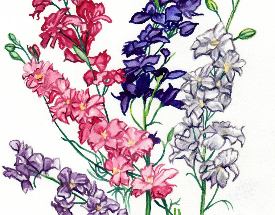 Colorful watercolor delphinium flowers: pink, red, purple, white. Botanical art print.