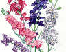 Colorful watercolor delphinium flowers: pink, red, purple, white. Botanical art print.