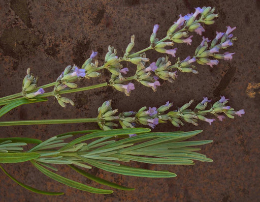 Purple lavender flower spikes and green leaves on a dark, textured background. Fresh, fragrant garden herb.