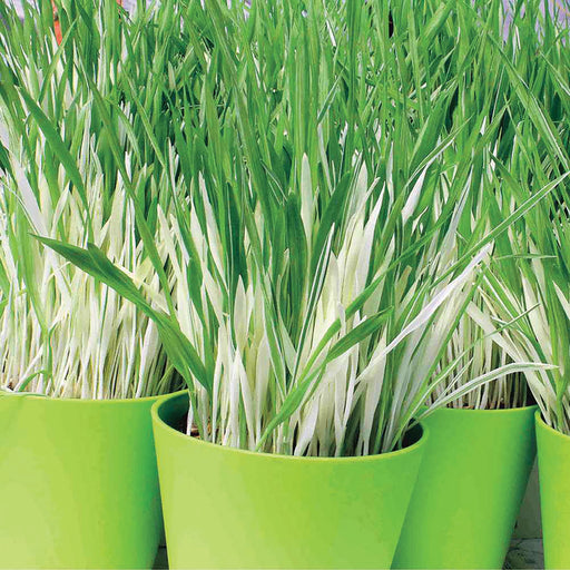 Lush display of green and white variegated grass in bright lime green pots. Fresh, decorative plants for home or garden.