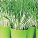 Lush display of green and white variegated grass in bright lime green pots. Fresh, decorative plants for home or garden.