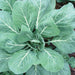 Healthy collard greens plant with vibrant green leaves, prominent white veins, and dew drops.