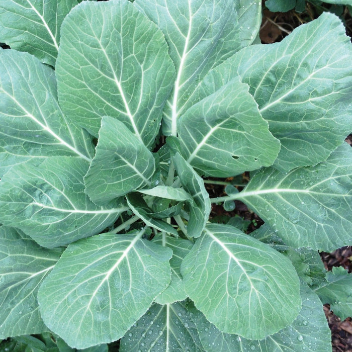 Lush green collard greens leaves with prominent white veins and dew drops, growing in a healthy garden.