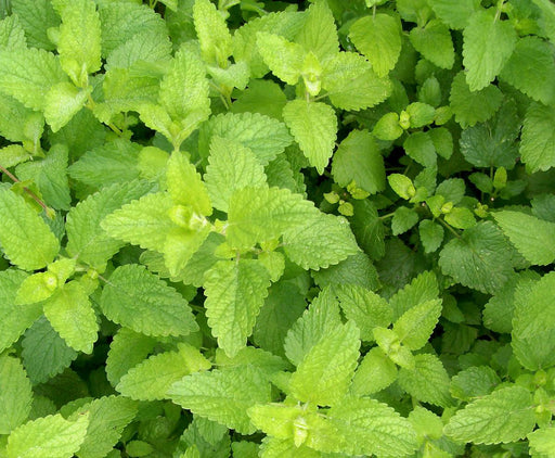 Vibrant green textured lemon balm leaves, fresh and healthy.