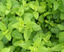 Vibrant green textured lemon balm leaves, fresh and healthy.
