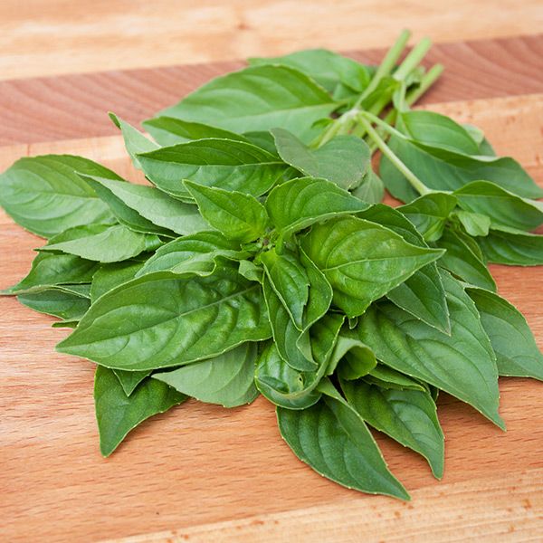 Fresh green basil leaves on a wooden cutting board. Organic culinary herb for cooking and seasoning.
