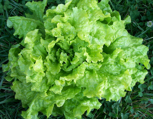 Close-up of vibrant green lettuce head with curly leaves growing in a garden. Fresh organic vegetable.
