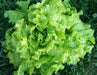 Close-up of vibrant green lettuce head with curly leaves growing in a garden. Fresh organic vegetable.