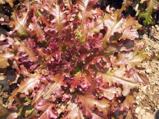 Vibrant red leaf lettuce, ruffled burgundy leaves, fresh organic salad greens growing in garden.