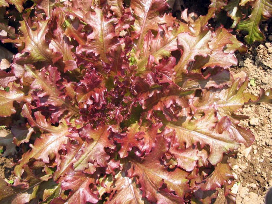 Vibrant red leaf lettuce, ruffled burgundy leaves, fresh organic salad greens growing in garden.