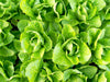 Fresh vibrant green romaine lettuce heads growing in a garden. Healthy organic vegetables.