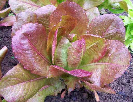 Red leaf lettuce head with water droplets, growing in soil. Fresh garden greens, healthy organic vegetable.