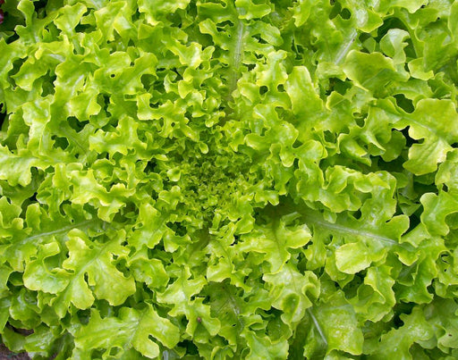 Fresh vibrant green curly lettuce leaves, healthy organic salad greens.