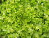 Fresh vibrant green curly lettuce leaves, healthy organic salad greens.
