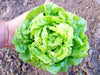 Fresh green lettuce head in hand, just harvested from garden soil. Healthy, organic vegetable.