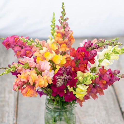Fresh snapdragon bouquet: vibrant pink, yellow, orange, red, white blooms in a mason jar.