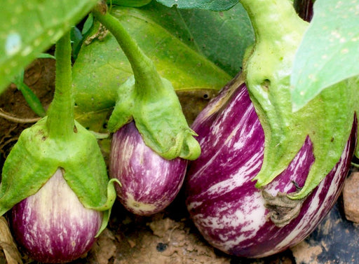 Three fresh striped purple and white eggplants growing on a plant. Organic garden vegetables.