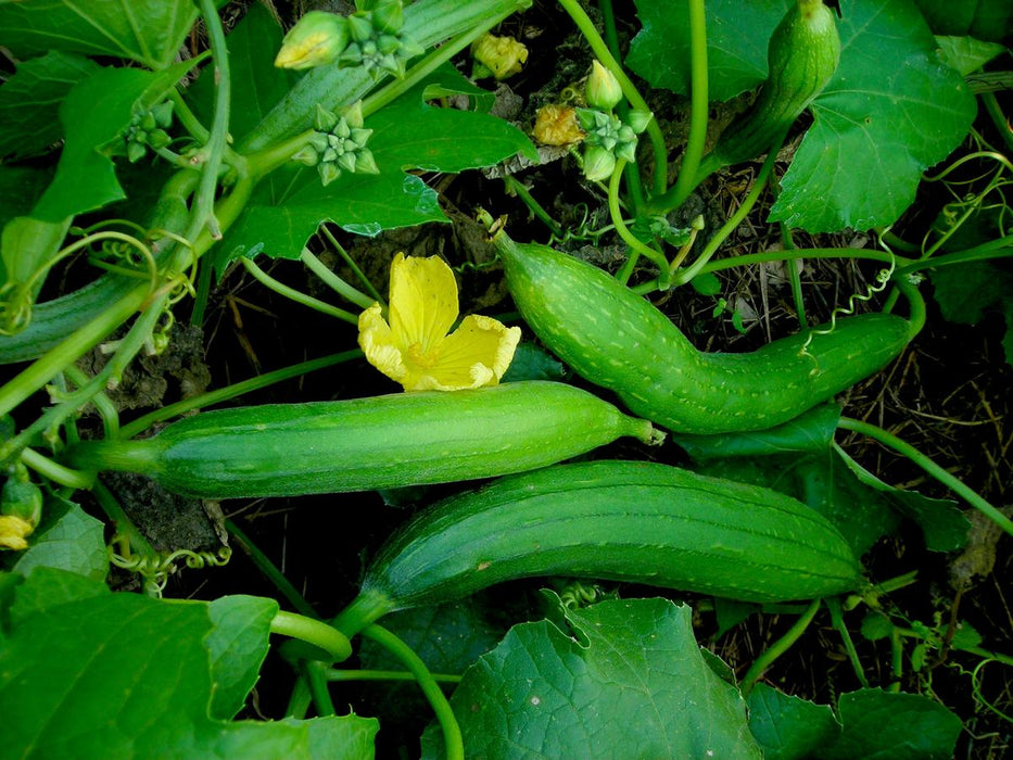 Green ridge gourds, bright yellow flower, and buds on a vine in a garden. Fresh healthy vegetables.