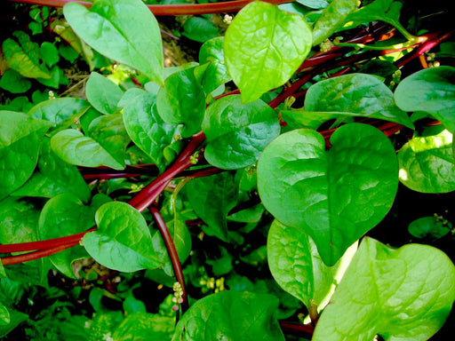 Fresh Malabar spinach plant with vibrant green, heart-shaped leaves and deep red stems.
