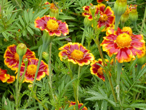 Dense patch of red and yellow marigold flowers with intricate yellow petal edges and green leaves. Vibrant garden bloom.