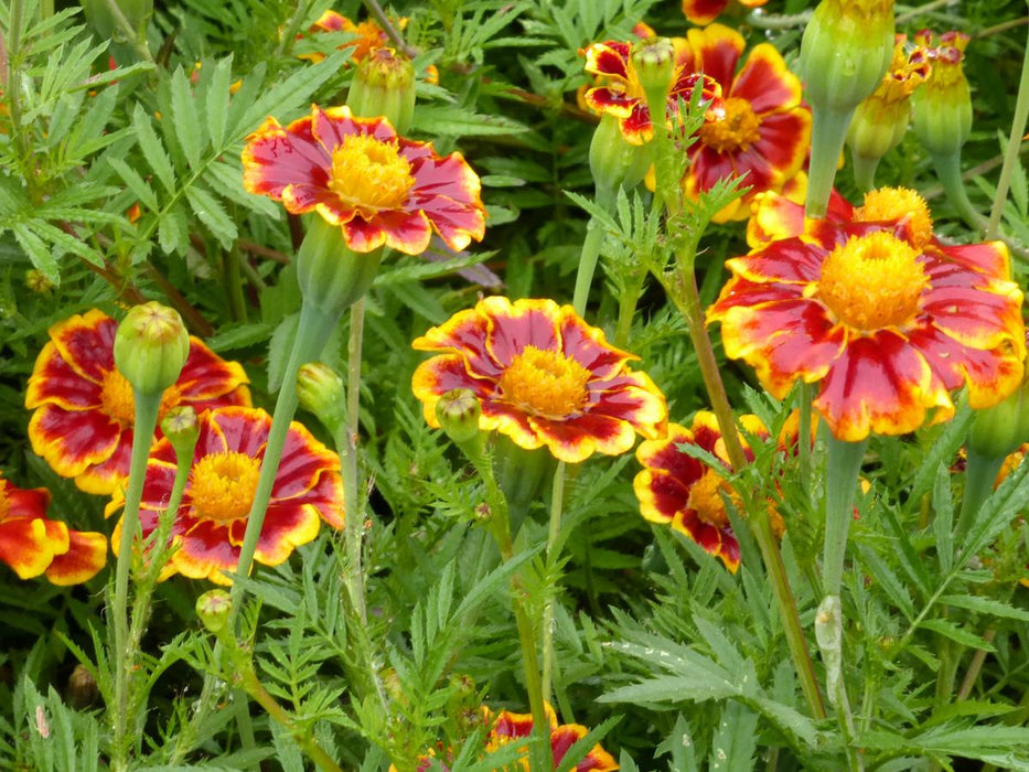 Dense patch of red and yellow marigold flowers with intricate yellow petal edges and green leaves. Vibrant garden bloom.