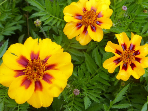 Three vibrant yellow and red French Marigold (Tagetes patula) flowers blooming among green leaves.