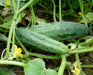 Fresh green cucumbers growing on a garden vine with yellow flowers. Healthy produce ready for harvest.
